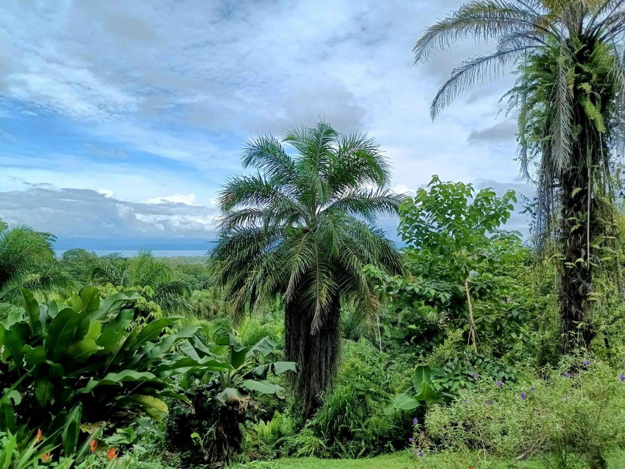 Osa Private Renting House-Villas-Tented-Best Views-Nature-Comfort Puerto Jiménez Eksteriør bilde